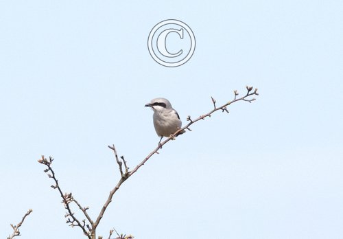 Great Grey Shrike DM1861
